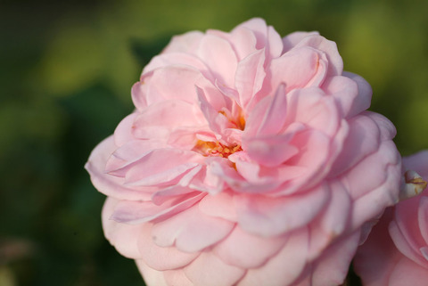 エンジェル　ハートsDSCF0687