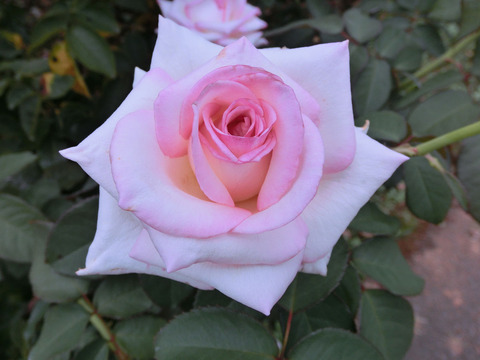 はつこい　初恋　（はつこい）sCIMG6923