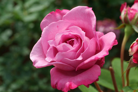 シャルル　ドゥ　ゴールsDSCF1956