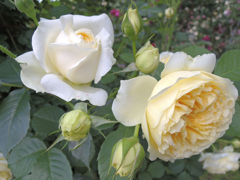 ザ　ピルグリム4630