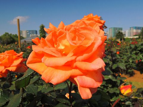 らくえん　楽園sDSCN4049