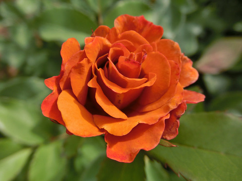 チョコ　フィオーレsCIMG5092