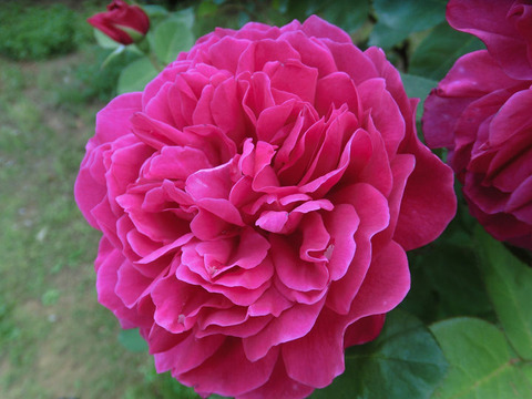 ソフィーズ　ローズ9153