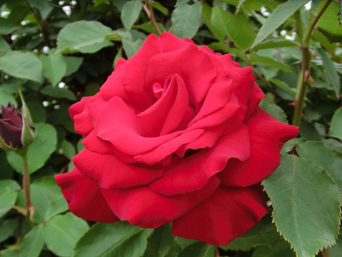 オープニング　ナイト0744