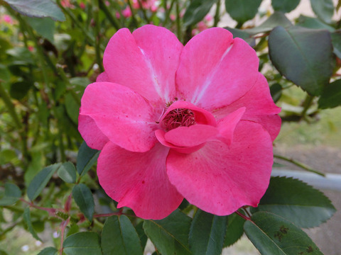 はながすみ　花霞　（はながすみ）sCIMG7258