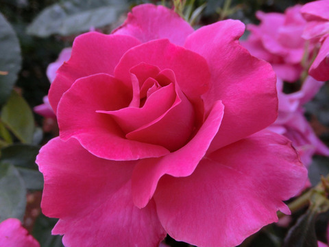 マヌウ　メイアンsCIMG5335