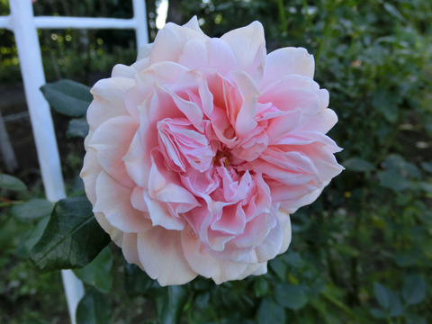 ガーデン　オブ　ローゼズsCIMG8174