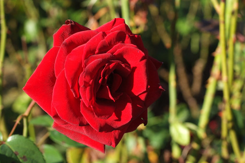 シュワルツ　マドンナsDSCF9855