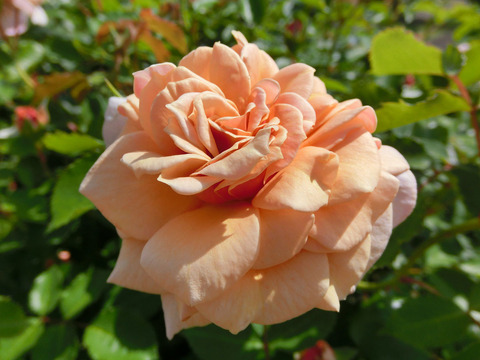 えみ　笑み　（えみ）sCIMG5024