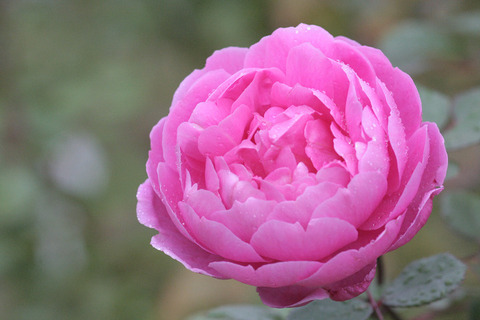 ジョン　クレア5935