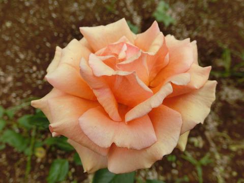 アシュラムsCIMG5010