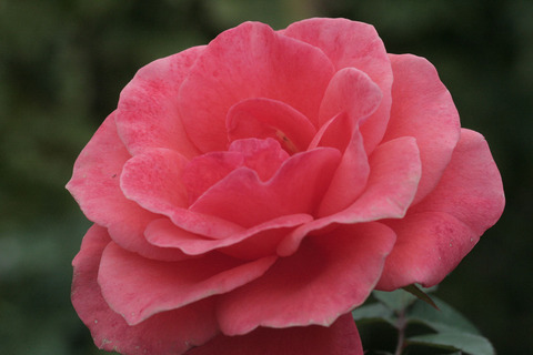 ティノロッシsIMG_6976