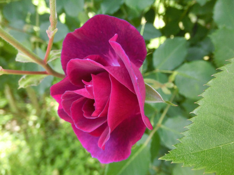 マジェンタ　スカイsCIMG5079