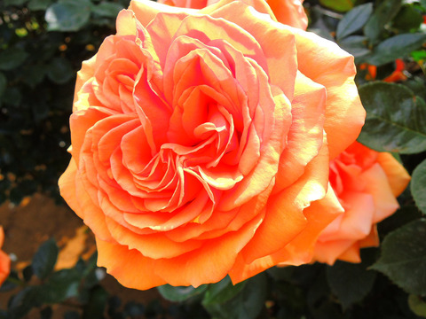 アシュラムsDSCN4904