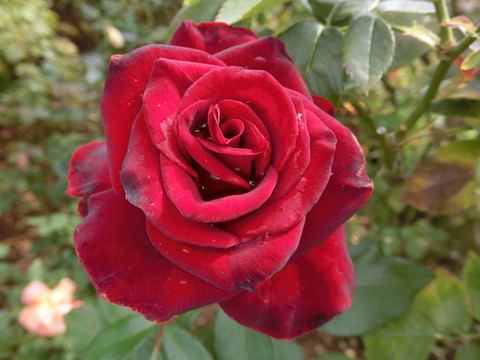 ニコロ　パガニーニsCIMG5901