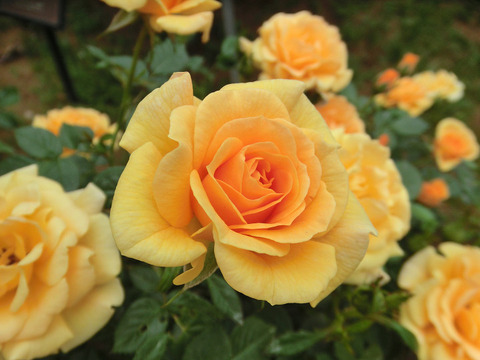 サン　チャーム0689