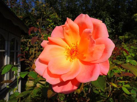 ヘレン　トロベールsDSCN8931