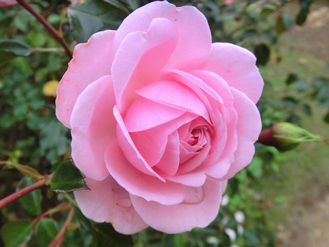 ホーム　＆　ガーデン5399