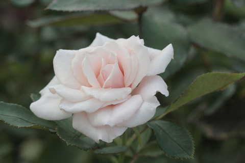 マジョリカsIMG_5702