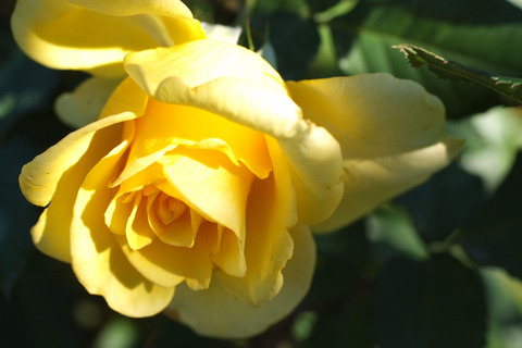 サン　ガッディスsDSCF9928