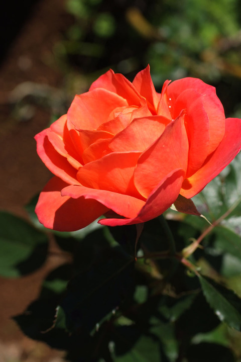 ディズニーランド　ローズsDSCF8147