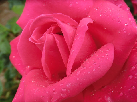 マリア　カラスsCIMG6339