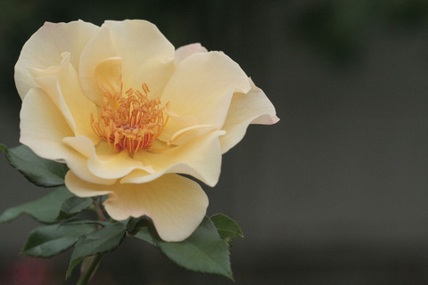 きんれんぽ　金蓮歩　（きんれんぽ）sIMG_6249