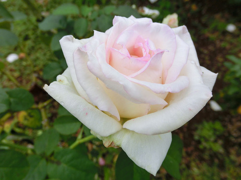 はつこい　初恋sCIMG4855