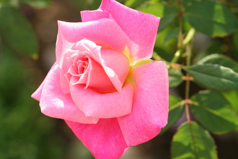 ピンク　パルフェ_0470