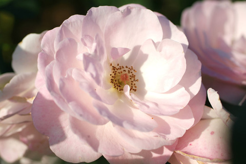 はなぼんぼり　花ぼんぼりsDSCF0510