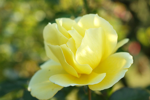 ドフト　ゴールドsDSCF0804