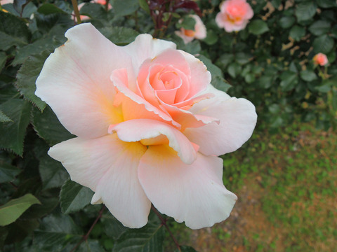 スプリング　コサージュsDSCN3900