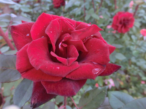 バルカロールsCIMG6088