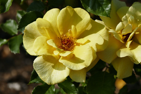 フリージアs_1220120