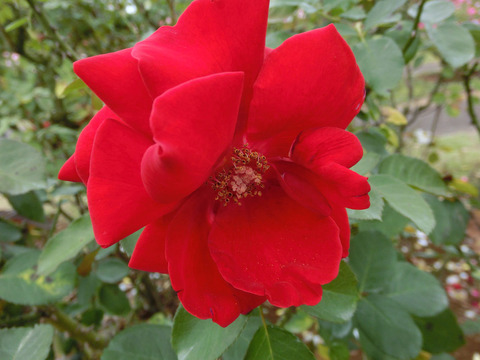 ガルテン　ツァーバァ　’８４sCIMG7392