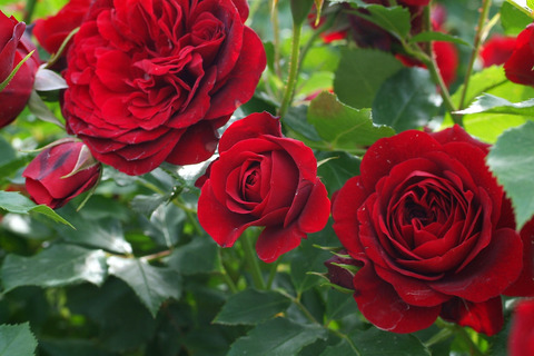 くろちょう　黒蝶　（くろちょう）sDSCF2002