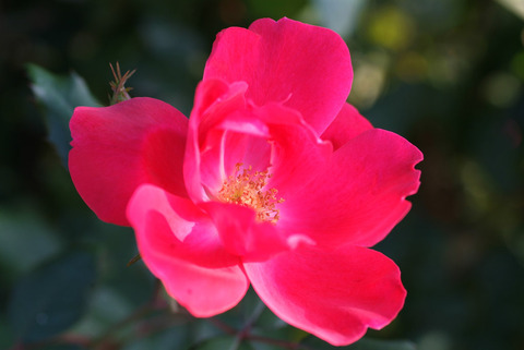 ノックアウトsDSCF0899