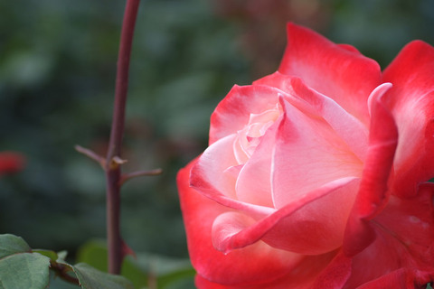 たんちょう　丹頂