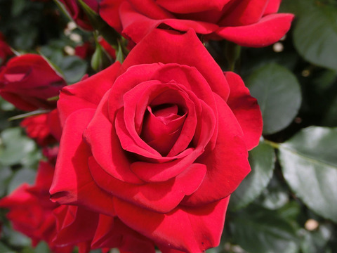 エクスプルワ2518