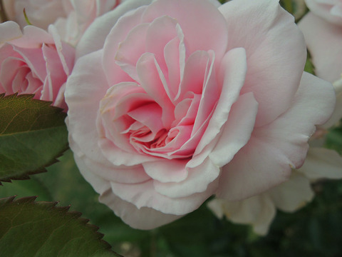 エンジェル　ハート1588