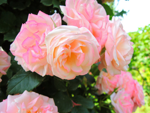 さくらがすみ　桜霞sDSCN5665