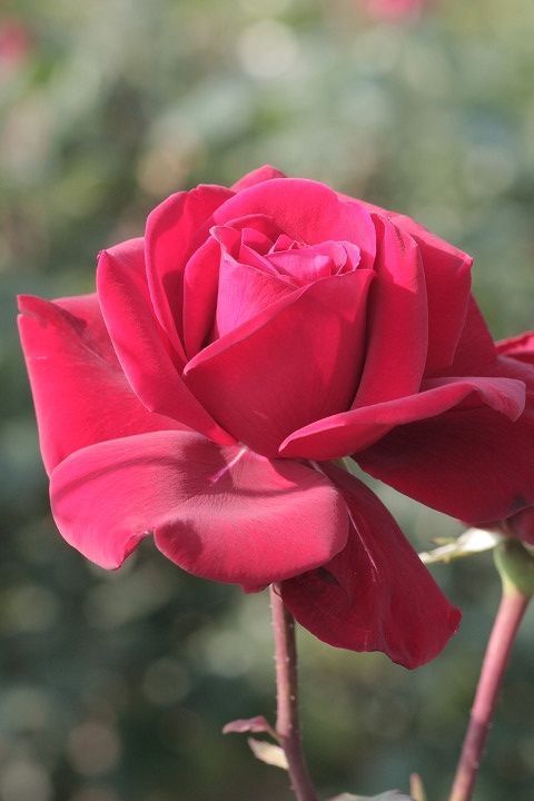 コンランド　ヘンケル