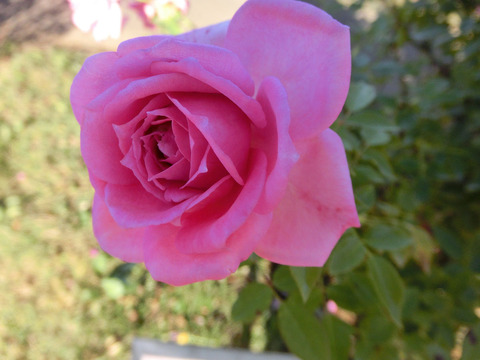 オーバーナイト　センセーションsCIMG8453