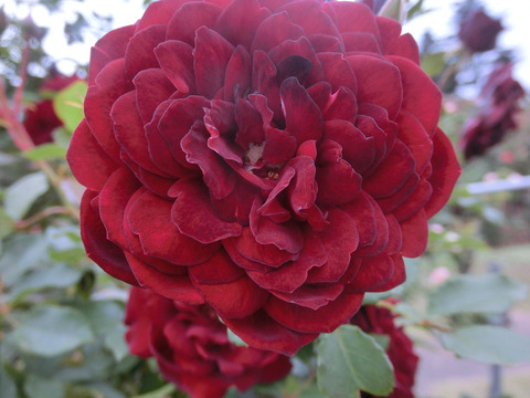 くろちょう　黒蝶sCIMG8489