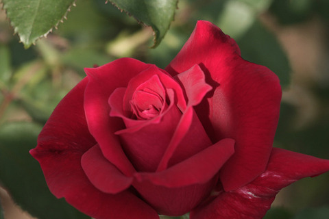 ローズ　オオサカ0193