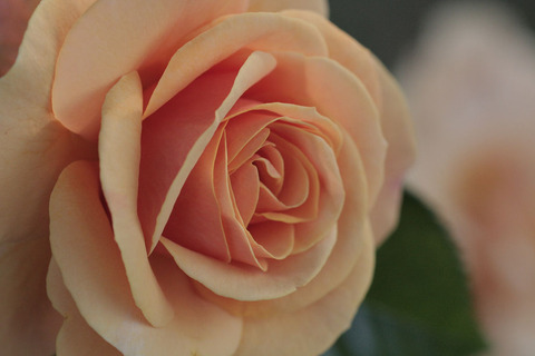 スター　チェイサー4832