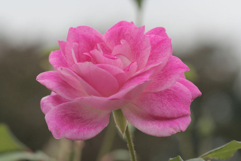 ブリリアント　ピンク　アイスバーグsIMG_6498