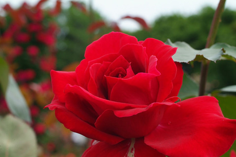 かんぱい　乾杯　（かんぱい）sDSCF2275