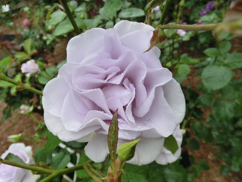 ブルー　ムーンsCIMG5955