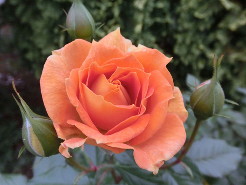 ゴレデルゼsCIMG7514